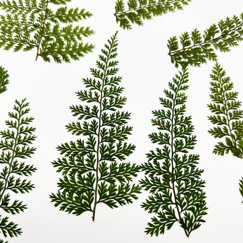 Resin Craft Ideas - 100 szt. Naturalnych okazów liści paproci