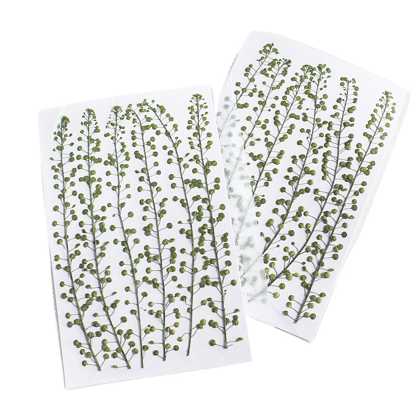 Naturalny kolor zielony, suszo – Resin Craft Ideas recenzja i cena