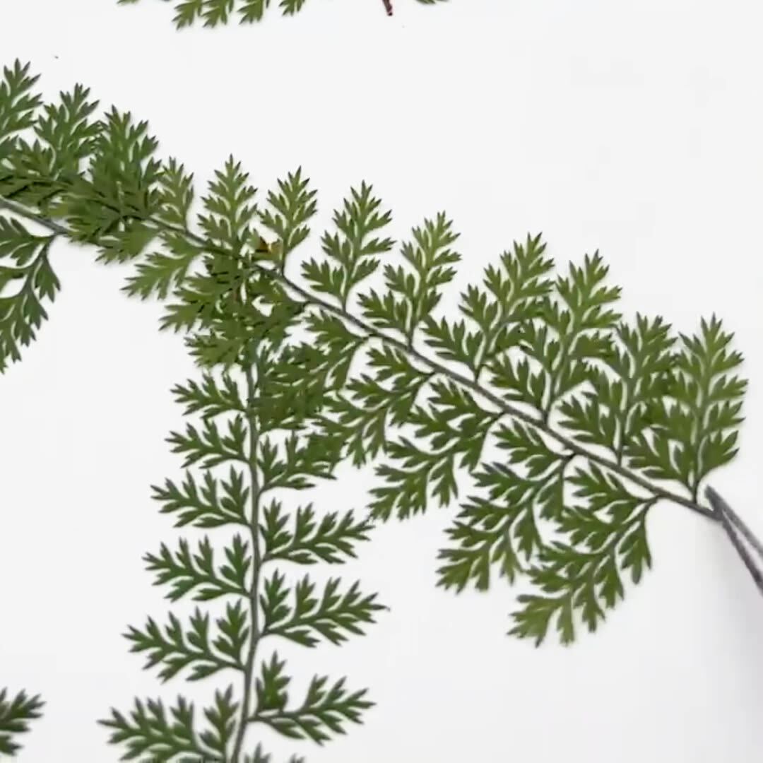 100 szt. Naturalnych okazów li – Resin Craft Ideas recenzja i cena